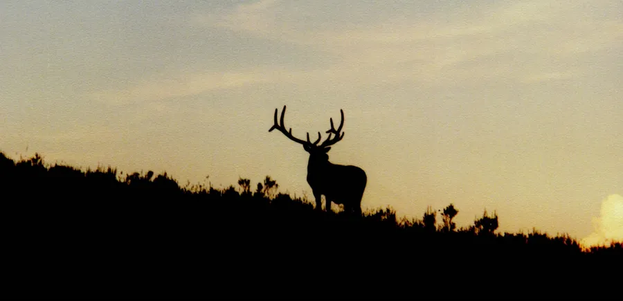 Hunting Background