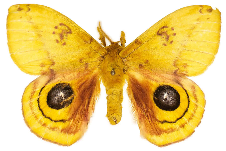 Mariposa Io com Asas Amarelas e Manchas Oculares