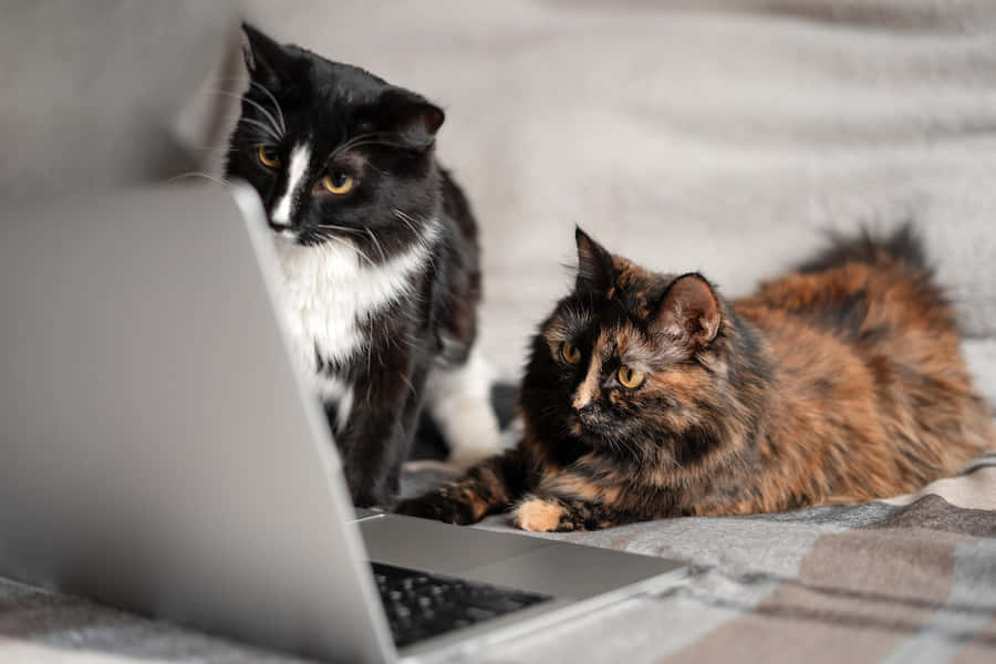 Chats et ordinateur portable travaillant ensemble
