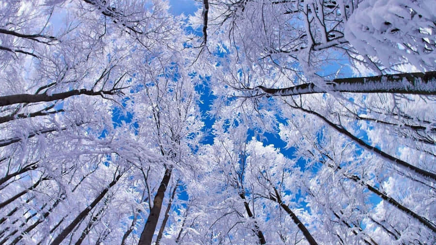 Papelde parede de Neve em Árvores 1920 x 1080