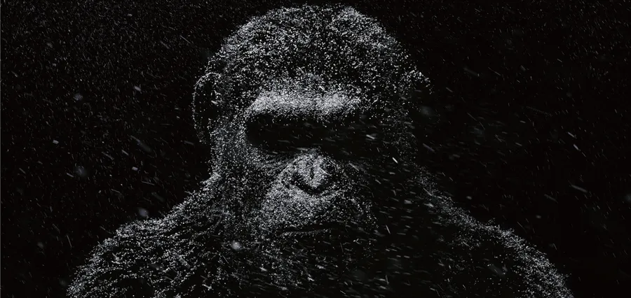 Chimpanzee background