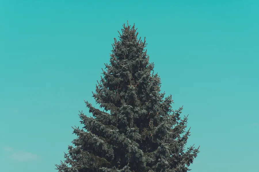 Simple Clean Pine Tree