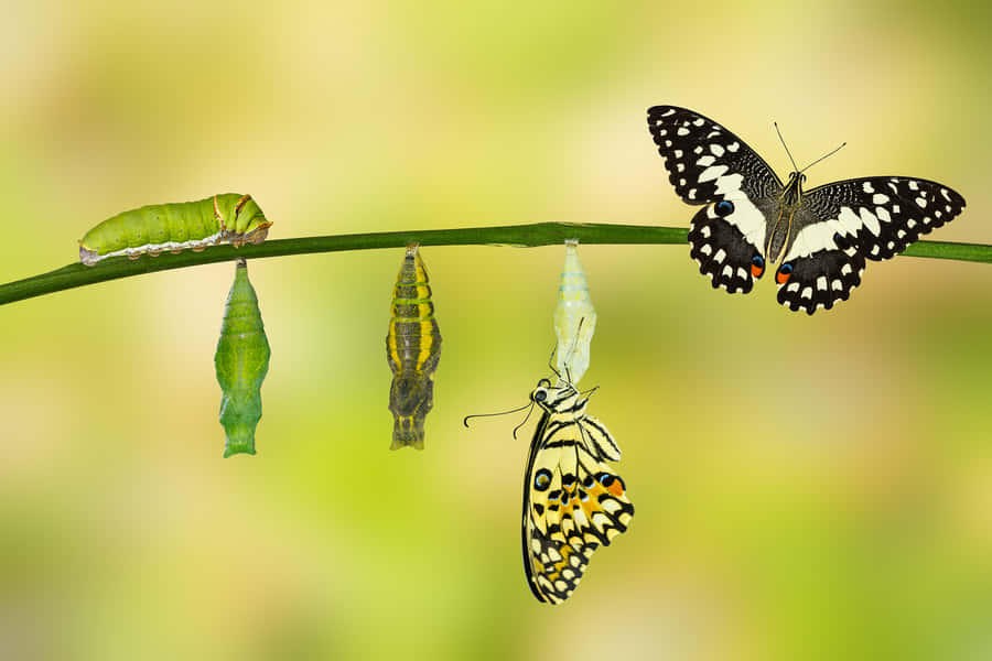 ErlebenSie die erstaunliche Transformation der Raupe.
