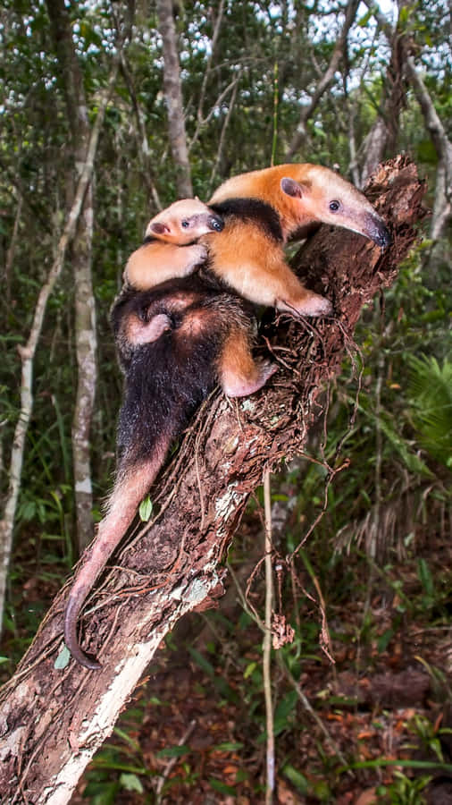 Tamandua Mutter und Baby auf Baum