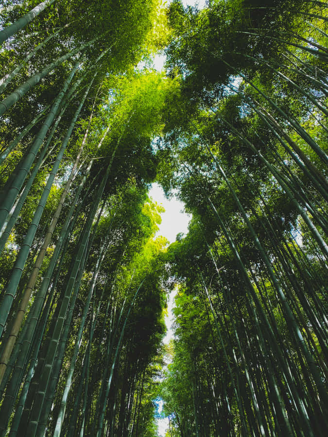 Dossel da Floresta de Bambu Verdejante