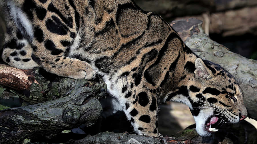 Wolkenleopard auf einem Ast