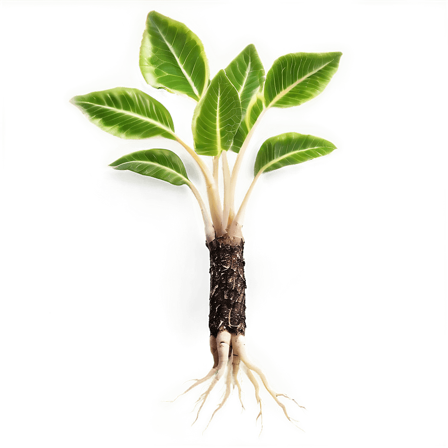 Seedling Roots PNG ynx