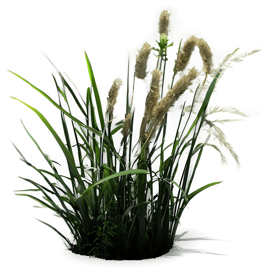 Wild Grass in Light PNG 37