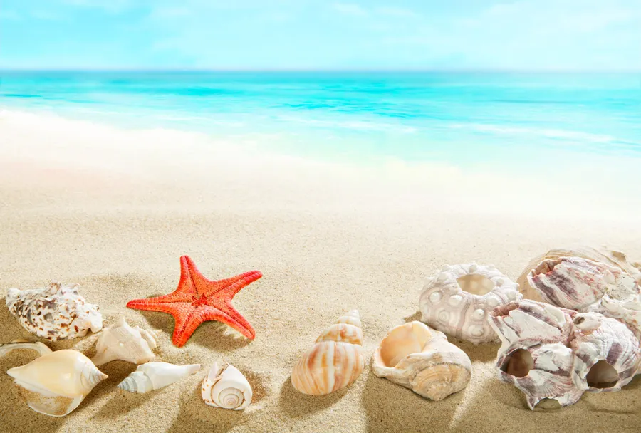 Seashells beach theme wallpaper