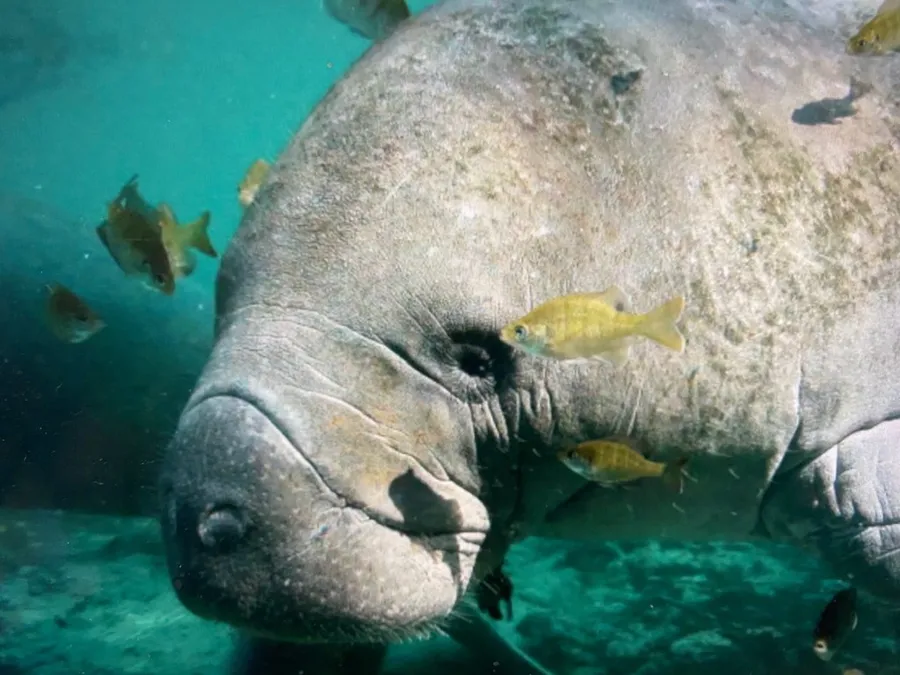 Manatee Surroundedby Fish