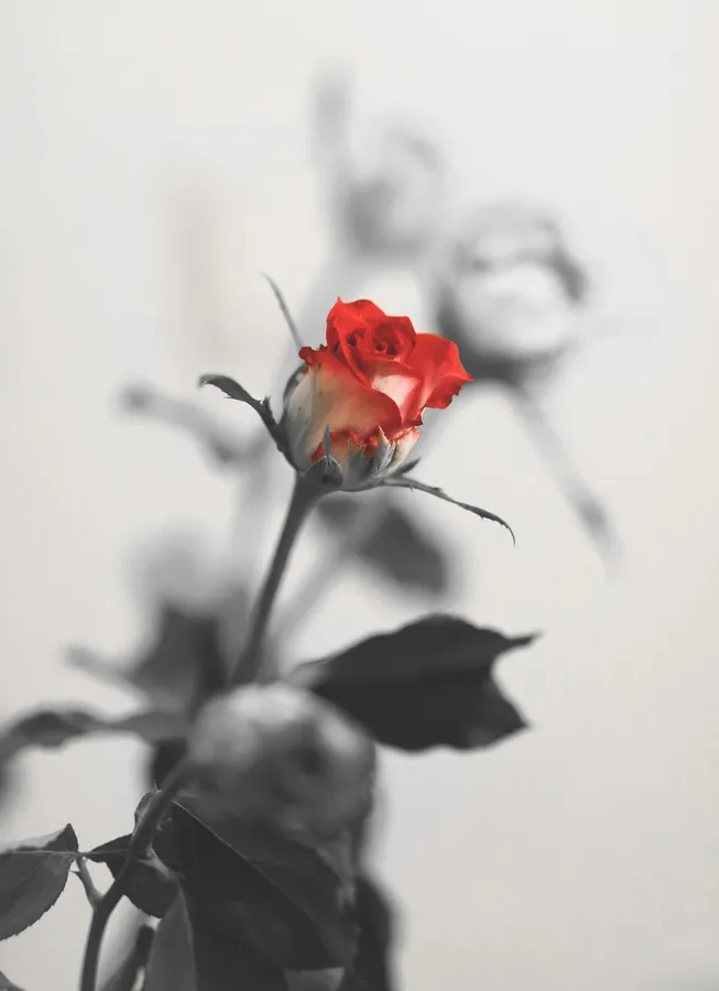 Romantic Rose