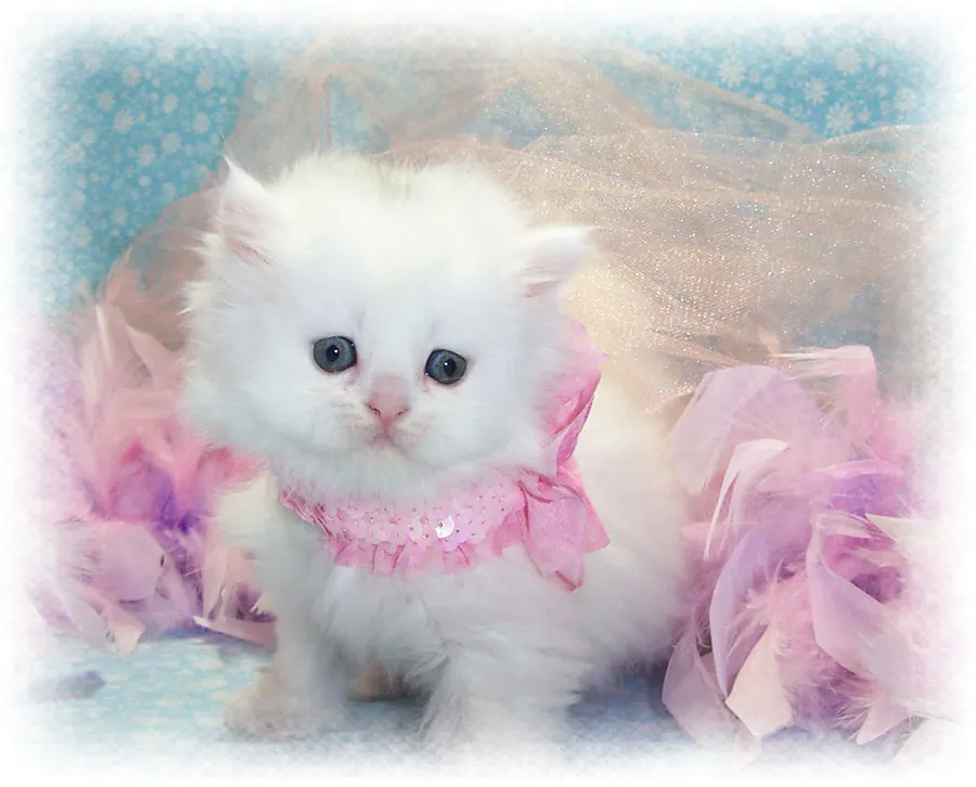Kitty pictures