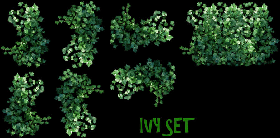 Clip Art Free Ivy Plant Drawing At Getdrawings - Ivy Plant Png