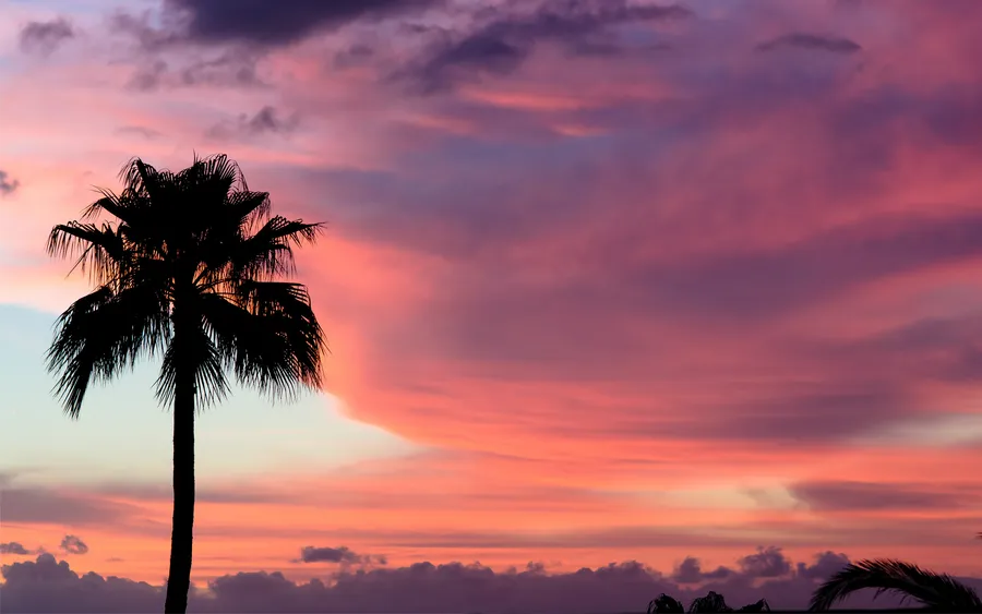 Palm Tree Background
