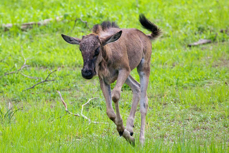Gnu Calf al Galoppo