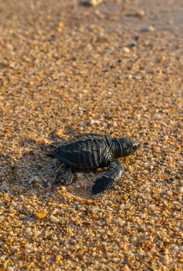 Baby Turtle