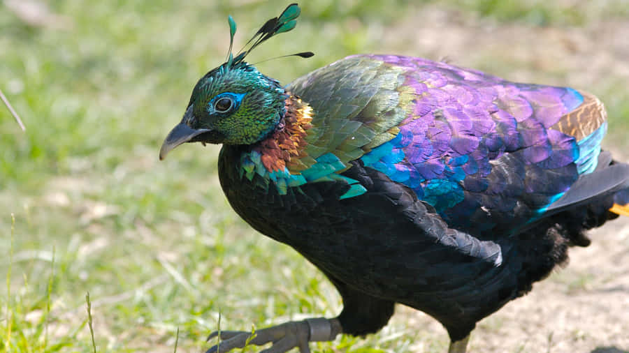 Faisão Colorido em Habitat Natural.jpg