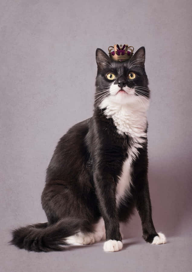 Fotografiade um gato preto de smoking com uma coroa real de rei.