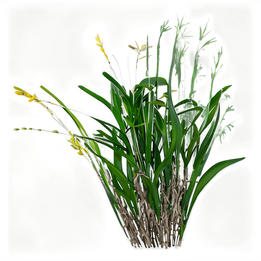 Seagrass Drawing PNG 35