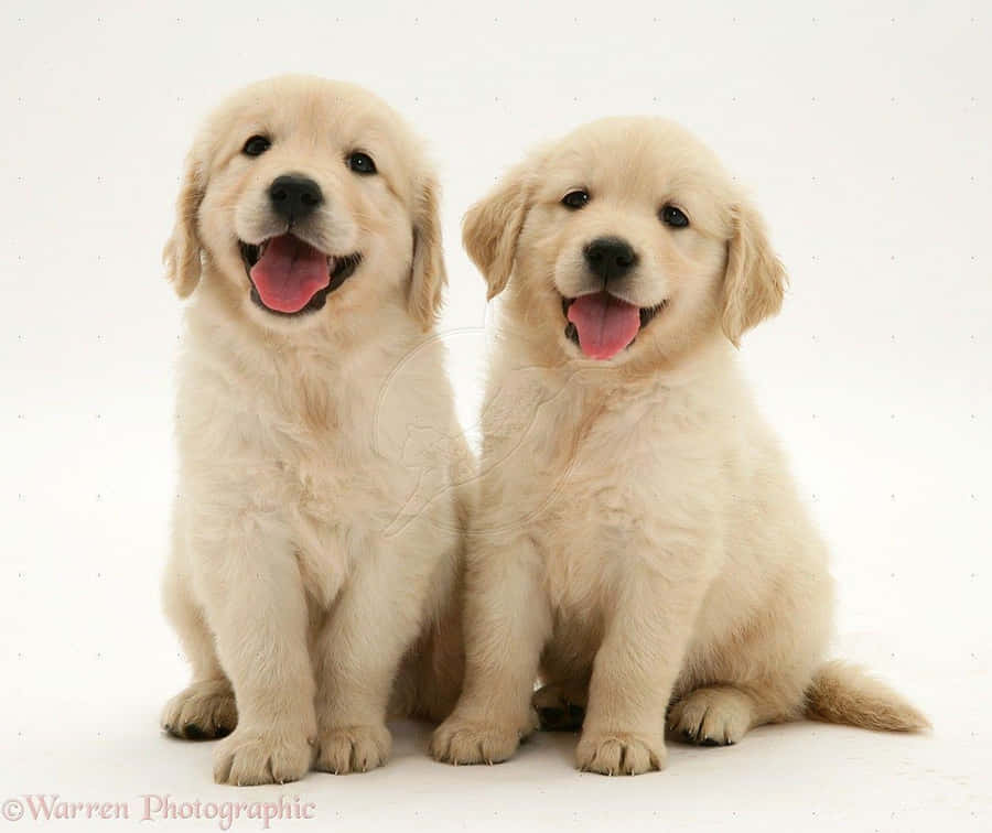 En sød og kælent guldhund valp.