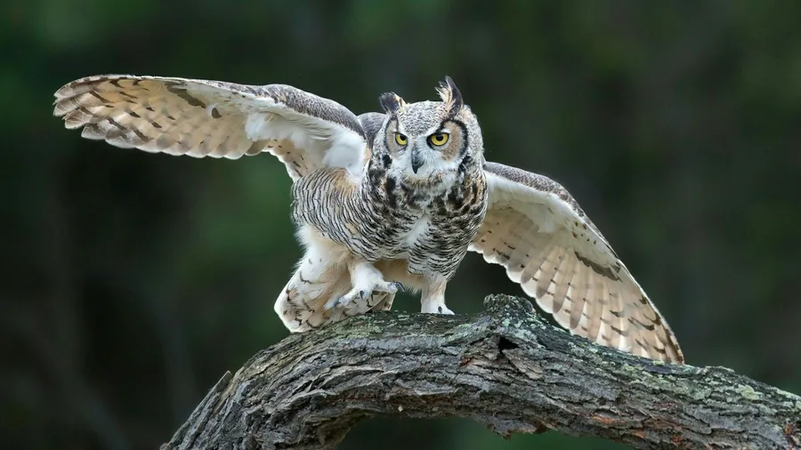 Owl background
