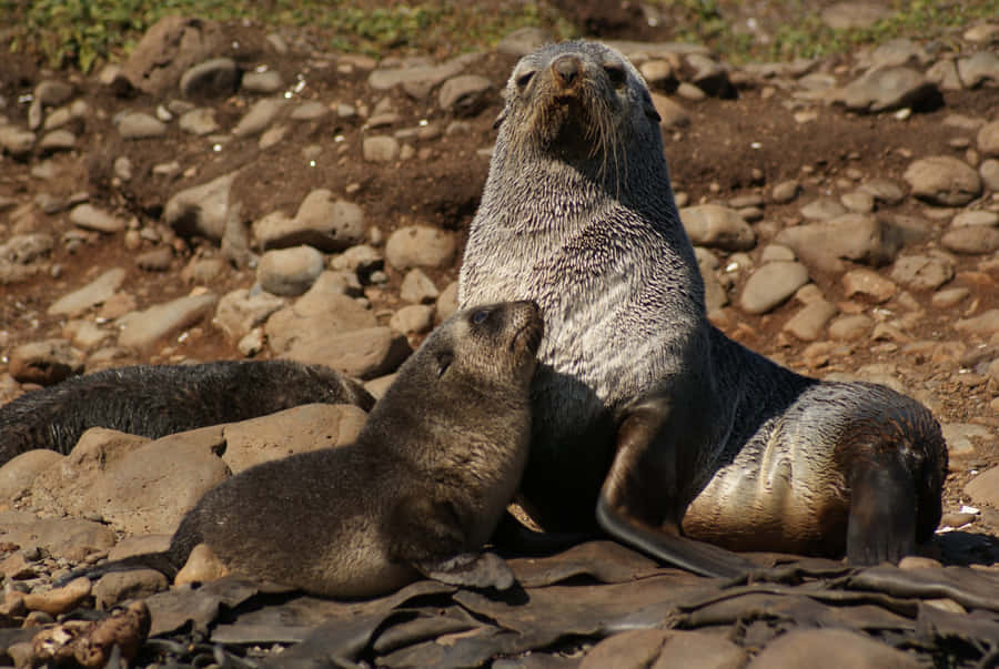 Nordlig Fur Seal Hvalp Hviler