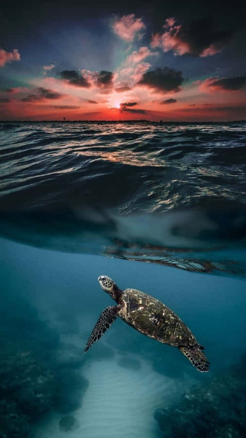 Nado ao Pôr do Sol com Tartaruga Marinha