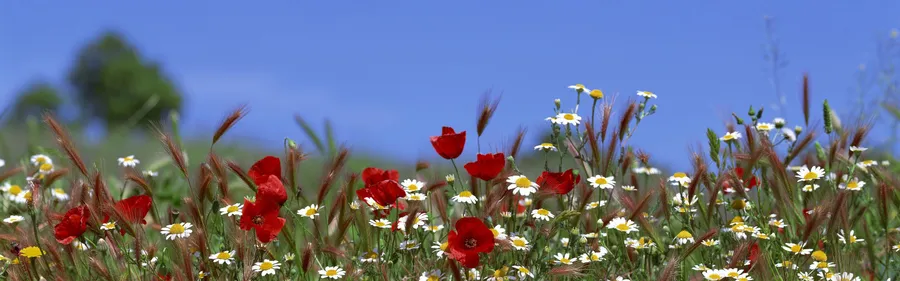 Spring Dual Screen