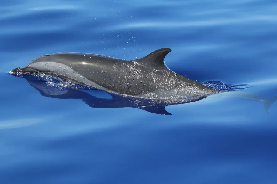 Dolphin background