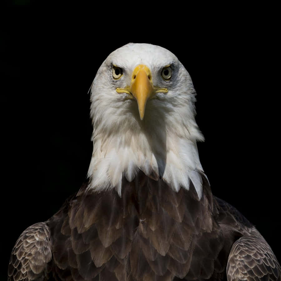 BaldEagle Font Face Bilder