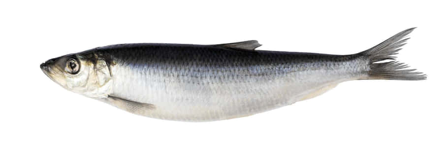 Herring do Pacífico em Vista Lateral