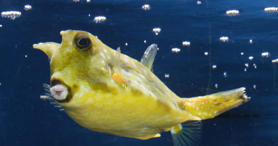 Pesce Bovina Vibrante che Nuota in Acque Cristalline