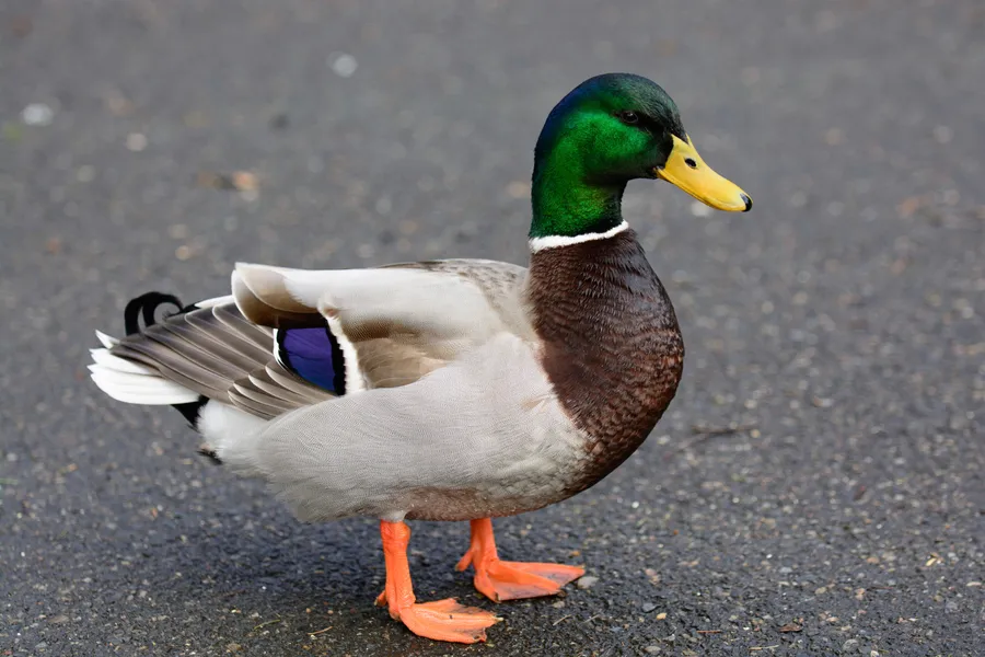 Duck pictures