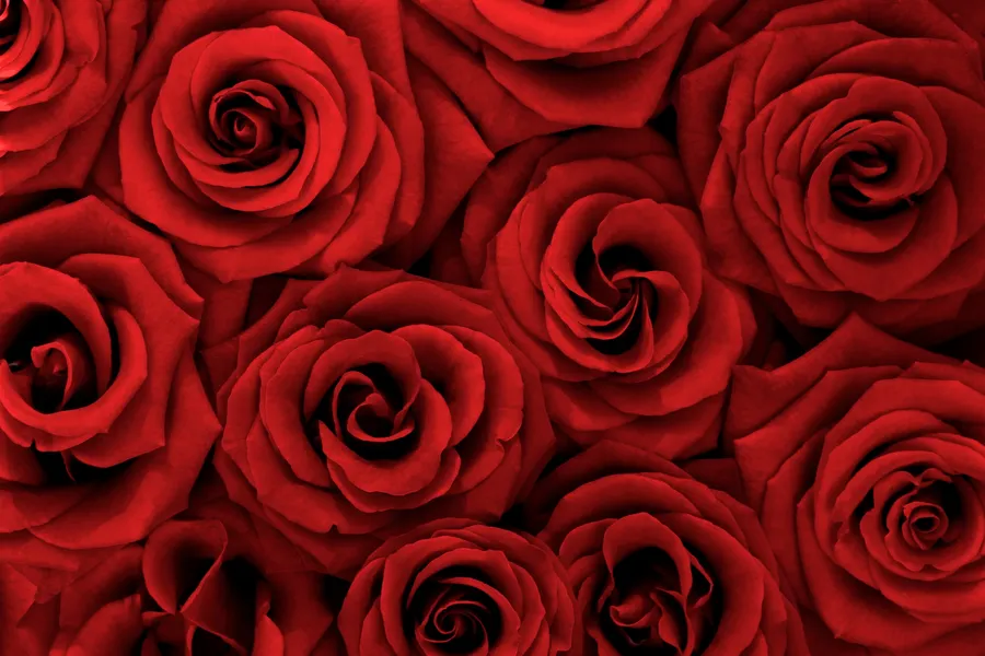 Rose Background