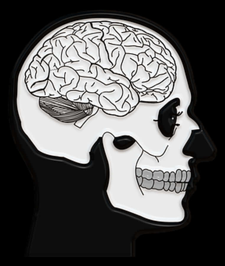 Human Skulland Brain Illustration