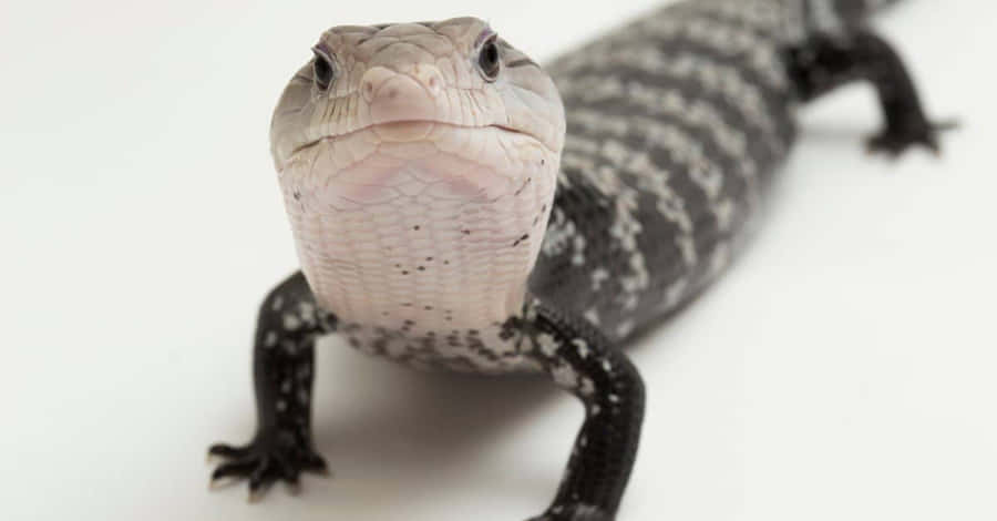 Close-up de Skink de Língua Azul