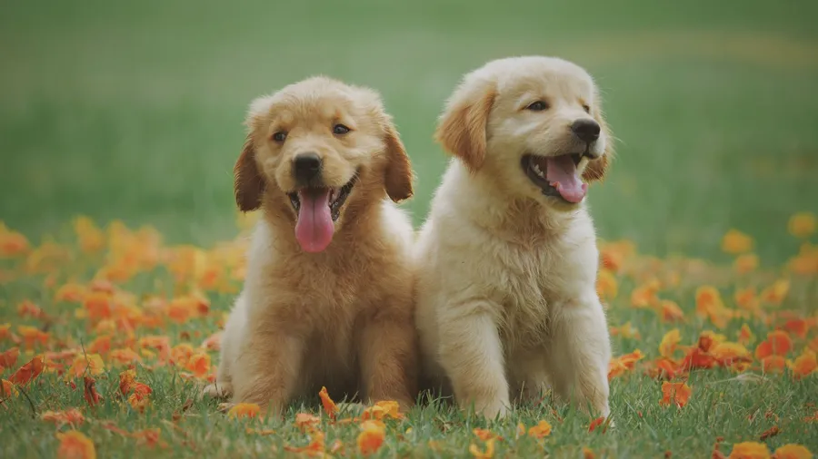 Dogs background