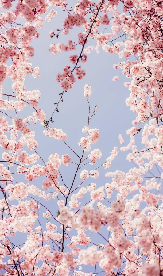 Sakura pictures