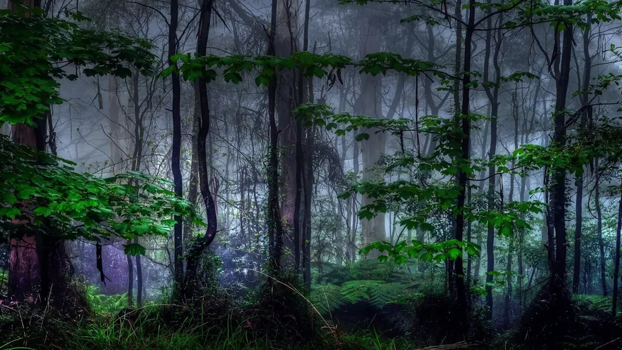 Dark Forest Background