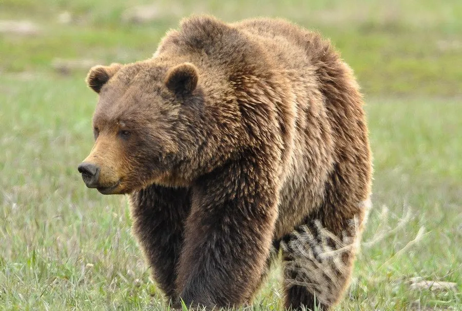 Bear Attack Pictures