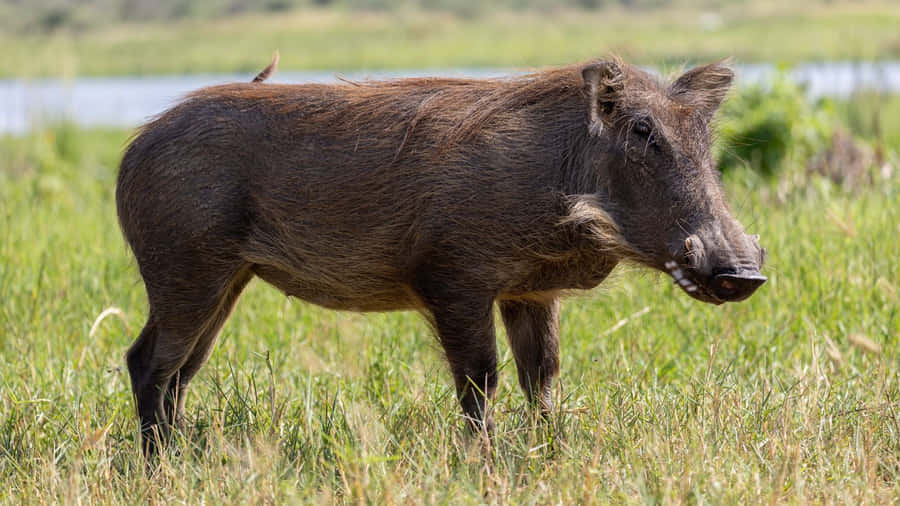 Afrikanischer Warzenschwein in der Graslandschaft
