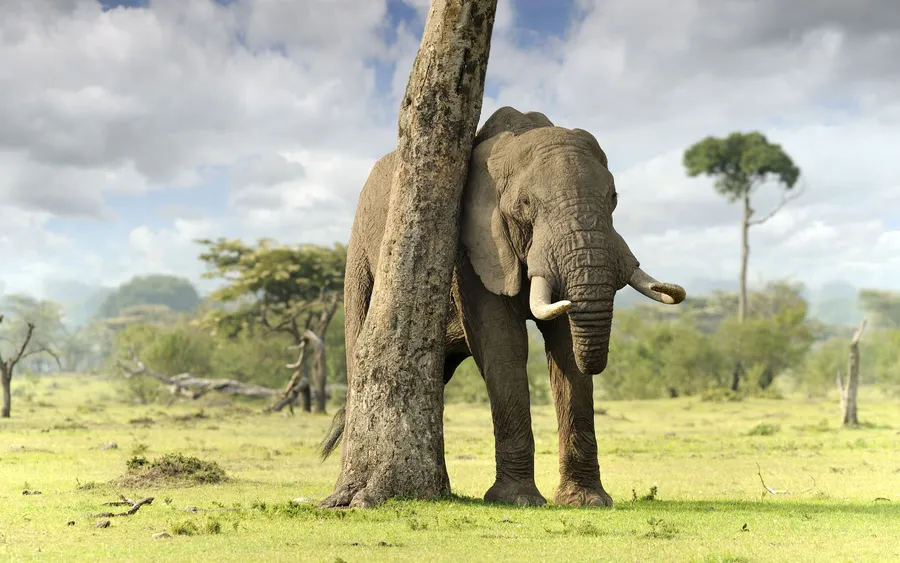 Elephant Hd