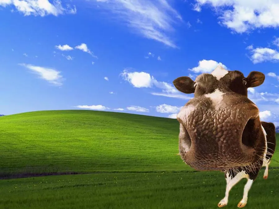 Cow Windows Xp wallpaper.