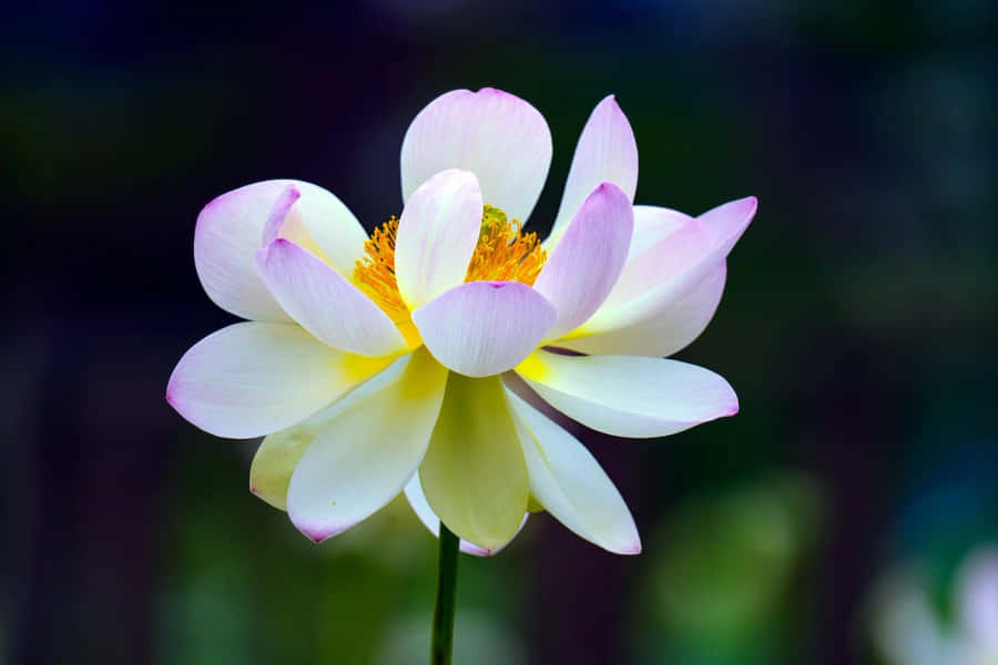 Blühende weiße Lotusblume
