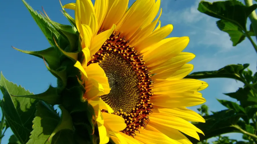 Sunflower Desktop