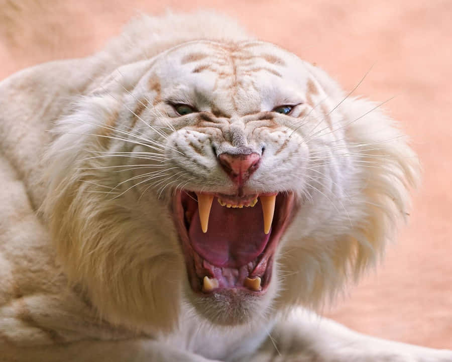 Majestætisk Hvid Tiger viser sig stolt på denne smukke baggrund.