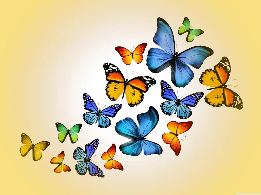 Butterfly Background