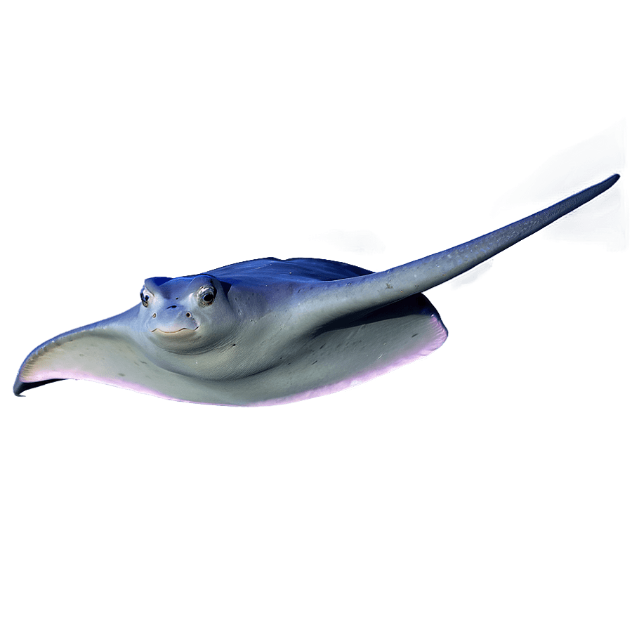 Swimming Stingray PNG hmp