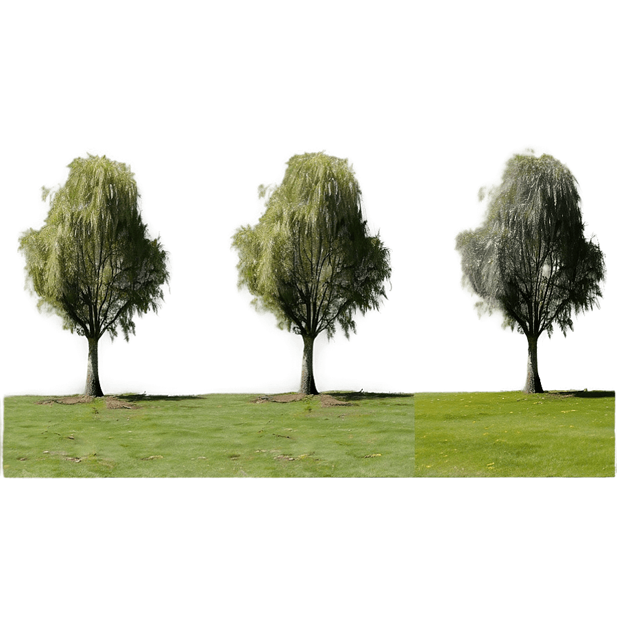 Panoramic View of Willow Tree Line PNG hbl76