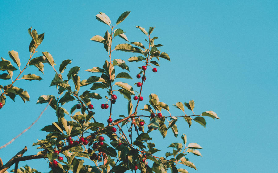 Download Fruit Tree with Cherries FREE Stock Photo